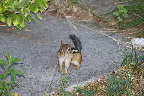 chipmunk, animale, carina, temi animali, mammifero, domestico, animali domestici, gatto domestico, gatto, vertebrato, un animale, felino, pianta, nessuno, natura, giorno, vista dall'alto, terra, all'aperto, baffo, 5K, CC0, dominio pubblico, privo di copyright