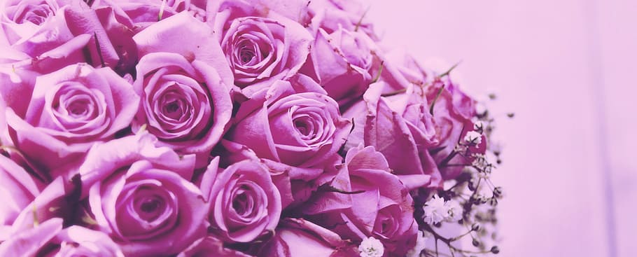 blomst, Rose, blomster, kronblad, blomstrende, header, plante, natur, blomstrende plante, rosenblomst, lyserød farve, skønhed i naturen, sårbarhed, tæt på, skrøbelighed, friskhed, blomster arrangement, blomsterhoved, buket, lilla, blomsterstand, ingen mennesker, studio skud, flok blomster, blødhed, 4K