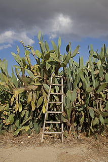 cactus, prickly pear, head, warm, heiss, landscape, cyprus, heat, dry, growth, plant, green color, nature, sky, land, cloud - sky, field, agriculture, day, no people, beauty in nature, leaf, plant part, outdoors, farm, rural scene, crop, banana, plantation, 2K, CC0, public domain, royalty free