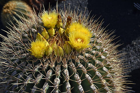 cactus, geel, Mexico, zon, fabriek, pics, natuur, doorn, woestijn, detailopname, vetplant, groei, scherp, spits, geen mensen, schoonheid in de natuur, versheid, dag, bloem, vat cactus, waarschuwingsbord, natuurlijk patroon, bloeiende plant, teken, bloeiwijze, bloemhoofd, buitenshuis, puntig, 4K, CC0, publiek domein, royaltyvrij