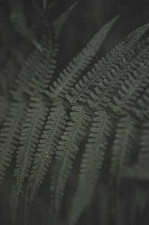 ferigă, verde, plantă, pădure, natură, feriga de plante, închide, textură, frunze de frunze, planta verde, fiddlehead, structura, toamnă, selectiv, a închide, model, nici o persoana, cadru complet, frunze, fundaluri, parte a plantelor, Culoarea verde, creştere, modelul natural, texturată, detaliu, zi, textil, frumusețe în natură, în interior, 4K, CC0, domeniu public, fără drepturi de autor