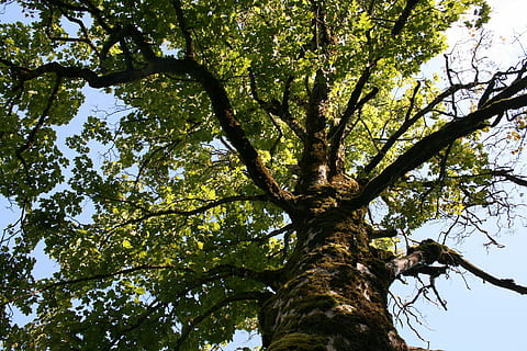 Baum, Landschaft, Natur, Herbst, bunt, Gelb, Wald, Himmel, Lärche, Blau, Blätter, Weg, Gold, Symbiose, Flechte, blühen, tropisch, Ast, Blatt, draußen, Baumstamm, Pflanze, Jahreszeit, Tag, Umgebung, Hintergründe, grüne Farbe, Flachwinkelansicht, Kofferraum, Wachstum, keine Leute, Schönheit in der Natur, Ruhe, Sonnenlicht, Baumkrone, klarer Himmel, Vollbild, Pflanzenteil, 1080P, CC0, gemeinfrei, lizenzfrei
