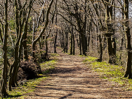 carretera, nua, arbre, durant el dia, paisatge, bosc, naturalesa, arbres, sendera, a l'aire lliure, escenics, escena rural, bellesa a la natura, color verd, full, carretera de carril únic, temporada, parc - l'home va fer espai, cap gent, escena no urbana, tardor, escena tranquil·la, el camí a seguir, planta, terra, direcció, tranquil·litat, creixement, tronc de l'arbre, tronc, dia, perspectiva decreixent, llum solar, treelined, ruta, 4K, CC0, domini públic, lliure de regalies