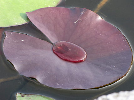 frunze, plante acvatice, grădină, vară, primăvară, natură, rosa, toamnă, parc, floare, plantă, frumusețe în natură, petală, a închide, planta cu flori, prospeţime, creştere, fragilitate, apă, vulnerabilitate, nici o persoana, inflorescenţă, cădere brusca, cap de floare, zi, în aer liber, plutește pe apă, 1080P, CC0, domeniu public, fără drepturi de autor