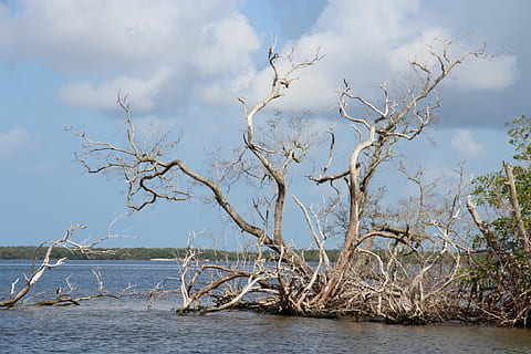 mare, standgut, florida, nori, apă, plajă, atmosfera, cer, Statele Unite ale Americii, copac, natură, arbore gol, plantă, nor - cer, ramură, frumusețe în natură, nici o persoana, zi, scenice - natura, liniște, scenă non-urbană, în aer liber, mediu inconjurator, o scenă liniștită, 2K, CC0, domeniu public, fără drepturi de autor