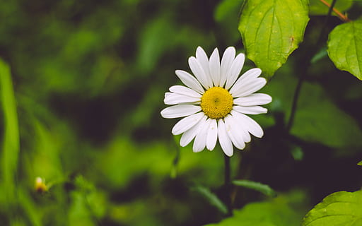 foto, putih, bunga daisy, bunga aster, merapatkan, shasta daisy, menanam, daun, alam, bunga, musim panas, di luar rumah, warna hijau, musim semi, daun bunga, padang rumput, keindahan di alam, kesegaran, kuning, mekar, pertumbuhan, musim, rumput, kerapuhan, tanaman berbunga, kerentanan, kepala bunga, hal berkembang, warna putih, serbuk sari, fokus pada latar depan, tidak ada orang, hari, 4K, CC0, domain publik, bebas royalti