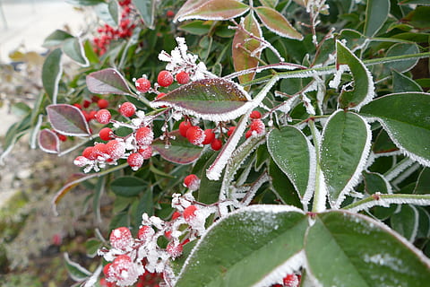 kwiaty, lód, brina, zimno, rośliny, mróz, jagoda, liść, zimna temperatura, roślina, Natura, dzień, zielony kolor, wzrost, część rośliny, piękno natury, kwiat, zbliżenie, skupić się na pierwszym planie, żadnych ludzi, roślina kwitnąca, zimowy, świeżość, wrażliwość, czerwony, kruchość, na dworze, 5K, CC0, domena publiczna, darmowe zdjęcia