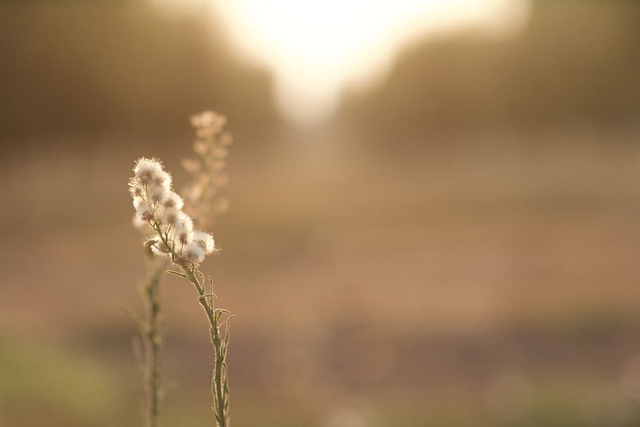 poc profund, focalitzar la fotografia, flors, primerenc, al matí, granja, llum solar, naturalesa, a l'aire lliure, planta, prat, sol, natural, orgànic, plantació, centrar-se en primer pla, primer pla, creixement, dia, bellesa a la natura, cap gent, tranquil·litat, enfocament selectiu, terra, fragilitat, camp, tija de la planta, vulnerabilitat, agricultura, flor, planta amb flors, 5K