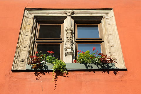 finestra, dinosauro, fioriere, architettura, esterno dell'edificio, struttura costruita, Inquadratura dal basso, nessuno, pianta, costruzione, giorno, arte e artigianato, natura, pianta in vaso, scultura, rappresentazione, creatività, caratteristica della parete, rappresentazione umana, all'aperto, statua, crescita, ornato, 5K, CC0, dominio pubblico, privo di copyright