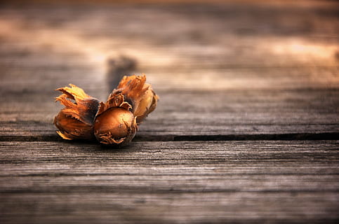 Haselnuss, Aschenputtel, Haselnüsse, Nuss, Lebensmittel, lecker, Nüsse, Stillleben, Baumfrucht, gesund, Natur, Essen und Trinken, Holz - Material, Frische, selektiver Fokus, keine Leute, Nahansicht, Wohlbefinden, Tabelle, kopieren sie platz, gesundes Essen, braun, drinnen, rustikal, dunkel, Nuss - Essen, trocken, vegetarisches Essen, 1080P, CC0, gemeinfrei, lizenzfrei