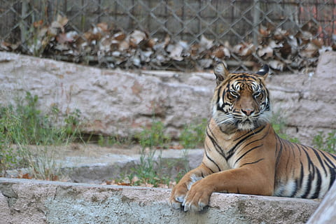 tiger, dyr, natur, Zoo, se, dyr verden, fauna, feline, dyre temaer, kat, stor kat, et dyr, pattedyr, dyreliv, lempelse, hvirveldyr, carnivora, dyr i naturen, fokus på forgrunden, dag, ingen mennesker, leder, sidder, udendørs, bakkenbart, 4K, CC0, offentligt domæne, royaltyfrie