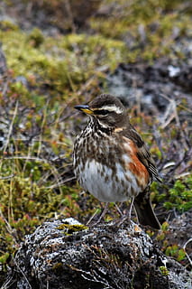 turdus iliacus, seriawan, sayap merah, kehidupan liar, burung, turdus, iliacus, alam, kamuflase, merah, lumut, batu, tumbuhan bawah, tersembunyi, habitat, Islandia, bulu, sayap, paruh, satu binatang, binatang di alam liar, satwa liar hewan, tema binatang, batu - benda, hewan, bertulang belakang, bertengger, fokus pada latar depan, hari, tidak ada orang, padat, merapatkan, robin, di luar rumah, penuh, menanam, 1080P, CC0, domain publik, bebas royalti