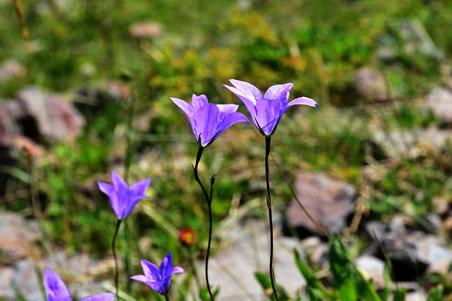 natur, blomst, anlegg, vårblomster, grønn, kalkun plante, fred, reise, bakgrunn, vakker, makro chichewa, Tyrkia, farge, blomst bilde, blå, lilla, grønt, Urter, naturlige omgivelser, lilla blomster, bladene er, detaljbilder, levende farge, fargebilde, detalj, Ispir, tekstur, farger, lila, utendørs, skjønnhet i naturen, nærbilde, sommer, grønn farge, petal, skjørhet, vekst, blomstrende plante, sårbarhet, friskhet, fokusere på forgrunnen, blomsterhodet, inflorescence, felt, ingen folk, land, plantestamme, dag, iris, krokus, 4K