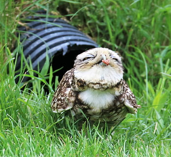 bianca, Marrone, gufo, verde, campo d'erba, gufo burrowing, piccolo, piccolo gufo, scavatori, natura, uccello, poco, predatore, raptor, tana, macchiato, piuma, terra, erba, animale, fauna selvatica, un animale, animali allo stato selvatico, temi animali, pianta, vertebrato, uccello rapace, nessuno, giorno, colore verde, campo, avvicinamento, all'aperto, concentrarsi sulle conoscenze acquisite, giovane uccello, 1080P, CC0, dominio pubblico, privo di copyright