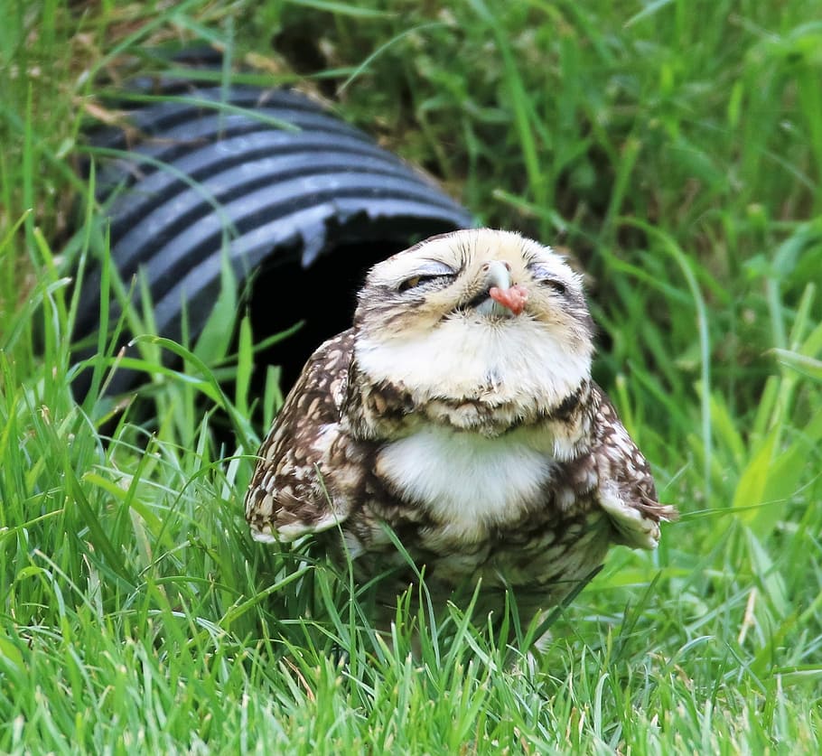 blanc, marró, mussol, verd, camp de gespa, owl bowing, petit, mussol petit, excavació, vida salvatge, ocell, naturalesa, poc, depredador, raptor, cau, tacat, ploma, sòl, herba, animal, fauna animal, un animal, animals a la natura, temes d'animals, planta, vertebrats, rapinyaire, cap gent, terra, dia, color verd, camp, primer pla, a l'aire lliure, centrar-se en primer pla, ocell jove, 1080P