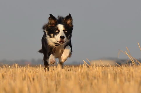 Border Collie, Laufen, Feld, Laufender Hund, Sommer-, ein Tier, Eckzahn, Hund, Säugetier, Haustiere, inländisch, Tierthemen, Tier, Land, Pflanze, keine Leute, Natur, selektiver Fokus, Wirbeltier, Tag, Himmel, reinrassiger Hund, 1080P, CC0, gemeinfrei, lizenzfrei