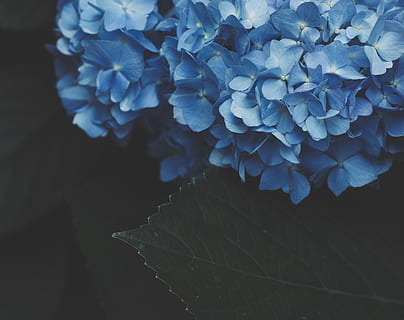 pianta di fiori blu, foto di messa a fuoco, blu, fiori, pianta, foglia, ortensia, giardino, parco, all'aperto, natura, floreale, verde, avvicinamento, fiore, tempio di amidaji, Hofu, Giappone, naturale, leafe verde, macro, botanico, flora, bellezza nella natura, pianta fiorita, vulnerabilità, fragilità, petalo, crescita, infiorescenza, testa di fiore, freschezza, parte vegetale, concentrarsi sulle conoscenze acquisite, nessuno, botanica, viola, primavera, un mazzo di fiori, 2K, CC0, dominio pubblico, privo di copyright