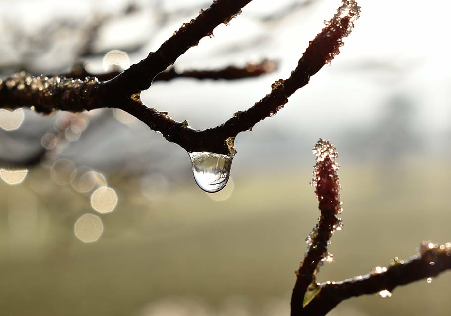 dryppe, dug, dugdråbe, blad, græs, dråbe vand, efterår, Morgentau, tæt, vand, plante, afrimning, baglygte, Morgenrot, træ, afdeling, ingen mennesker, vinter, udendørs, natur, kold temperatur, dag, fokus på forgrunden, sne, tæt på, skønhed i naturen, is, ro, Frosset, Kvist, dråbe, istap, renhed, 4K