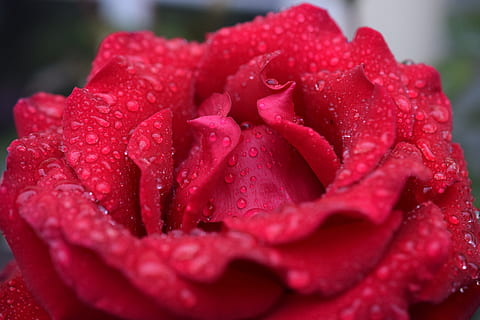 rosa, Rosa vermella, flor, florir, floració de roses, flor de roses, romàntic, dia del casament, brot, vermell, noble, amor, dia de Sant Valentí, naturalesa, romanç, roses vermelles, macro, gota d’aigua, rosada, flora, tancar, humit, degoteig, planta, gotes, gota de pluja, frescor, primer pla, tirar, planta amb flors, creixement, aigua, pètal, inflorescència, cap de flor, bellesa a la natura, fragilitat, vulnerabilitat, cap gent, pluja, primavera, suavitat, puresa, 5K, CC0, domini públic, lliure de regalies