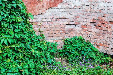 pianta verde foglia, parete, mattone, struttura, crepa, calcestruzzo, frammento, cemento, costruire, castello, vicino, ciottolo, dettaglio, erba verde, grunge, ruvido, Casa, le foglie, Materiale, antiquato, vecchio, modello, marciapiede, ciottoli, un pezzo di, pianta, prigione, retrò, pietra Spaccata, individuare, pietra, la struttura del, piastrella, sfondo del desktop, cespugli verdi, colore verde, muro di mattoni, crescita, caratteristica della parete, struttura costruita, architettura, giorno, parte vegetale, nessuno, foglia, edera, esterno dell'edificio, natura, all'aperto, muro di pietra, pianta rampicante, 2K, CC0, dominio pubblico, privo di copyright