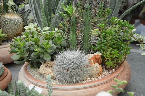 plant vet, cactus, pot, samenstelling, natuur, fabriek, plant in bloempot, groei, vetplant, geen mensen, groene kleur, dag, detailopname, spits, schoonheid in de natuur, buitenshuis, plantkunde, hoge hoekmening, doorn, scherp, focus op de voorgrond, deel van de plant, decoratie, bloempot, kamerplant, 5K, CC0, publiek domein, royaltyvrij