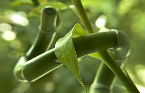 zielona roślina liściasta, bambus, świeży, Natura, Zielony, naturalny, świeżość, roślina, Azja, spa, język japoński, zen, młody, wellness, Japonia, środowisko, drzewo, las, Wschód, czysty, orientalny, zielony kolor, żadnych ludzi, zbliżenie, wzrost, część rośliny, liść, warzywo, jedzenie, dzień, piękno natury, skupić się na pierwszym planie, jedzenie i picie, na dworze, selektywne skupienie, łodyga rośliny, ekstremalne zbliżenie, bujne liście, bambus - roślina, 2K, CC0, domena publiczna, darmowe zdjęcia
