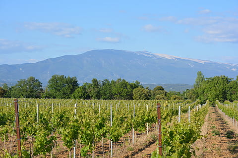 vinya, paisatge, vista, naturalesa, mont ventoux, panorama, muntanyes, festa, agricultura, escena rural, camp, granja, elaboració de vins, escenics - natura, muntanya, planta, medi ambient, creixement, terra, bellesa a la natura, escena tranquil·la, cultiu, tranquil·litat, plantació, cel, Serra, cap gent, a l'aire lliure, 5K, CC0, domini públic, lliure de regalies