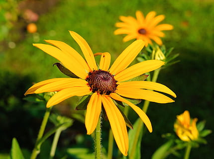 solhat, blomst, gul, blomstre, flor, sommer, lyse, have, skrøbelighed, kronblad, blomsterhoved, plante, sorte øjne susan, blomstrende plante, sårbarhed, vækst, blomsterstand, skønhed i naturen, tæt på, friskhed, pollen, fokus på forgrunden, ingen mennesker, et dyr, natur, udendørs, bestøvning, 2K, CC0, offentligt domæne, royaltyfrie