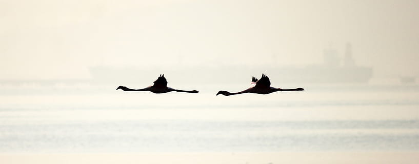 silueta, dos, flamencs, ocells, vol, ales, dom, naturalesa, animal, vida salvatge, exòtic, cel, ocell, gavina, mar, volant, animals a la natura, temes d'animals, fauna animal, vertebrats, a l'aire, grup d’animals, boira, ales separades, moviment, a l'aire lliure, cap gent, dos animals, aigua, part del cos dels animals, marí, 2K, CC0, domini públic, lliure de regalies
