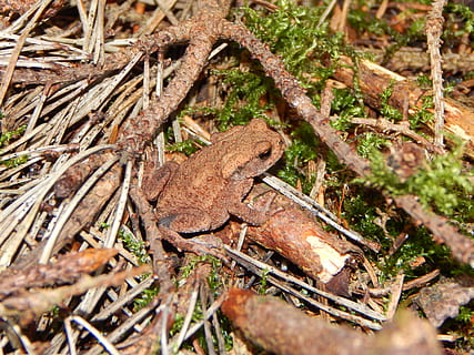 rospo, rospo comune, rana, raganella, foresta, sottobosco, animale, natura, anfibio, Marrone, avvicinamento, temi animali, fauna selvatica, animali allo stato selvatico, un animale, rettile, pianta, nessuno, vertebrato, giorno, lucertola, vista dall'alto, terra, messa a fuoco selettiva, campo, albero, 4K, CC0, dominio pubblico, privo di copyright