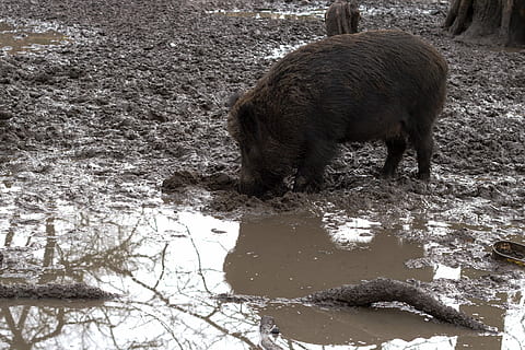 salvatge, senglars, bosc, naturalesa, temes d'animals, mamífer, animal, un animal, animals a la natura, aigua, vertebrats, fauna animal, dia, cap gent, porc senglar, de peu, animals domèstics, a l'aire lliure, neu, temperatura de fred, porc, fang, 4K, CC0, domini públic, lliure de regalies