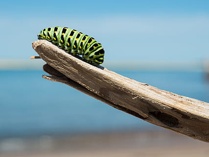 verd, negre, eruga, fusta, monarca oruga, fusta flotant, marró, tronc de l'arbre, branca, grub, error, naturalesa, mar, platja, estiu, clima tropical, a l'aire lliure, cap gent, un animal, fauna animal, animals a la natura, temes d'animals, rèptil, insecte, animal, aigua, material de fusta, centrar-se en primer pla, dia, invertebrat, primer pla, 4K, CC0, domini públic, lliure de regalies