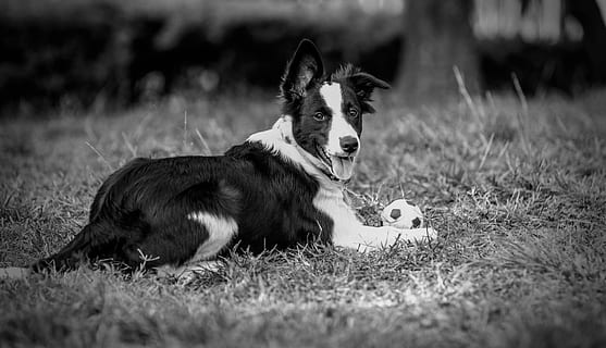 gossos, frontera, animal, mascota, pilota, juga, pilota, jugar, herba, a l'aire lliure, llengua, blanc i negre, gos, un animal, temes d'animals, mascotes, mamífer, caní, nacional, animals domèstics, planta, enfocament selectiu, border collie, esport, pilota de futbol, cap gent, futbol, dia, naturalesa, 5K, CC0, domini públic, lliure de regalies