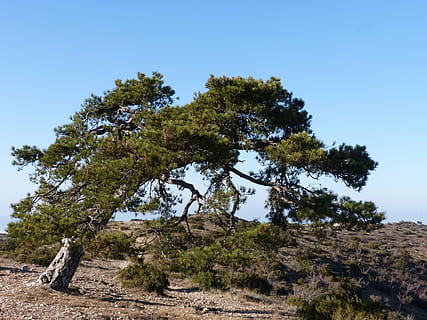 árbol singular, pino, montsant, pi cugat, naturaleza, árbol, cielo, paisaje, planta, tranquilidad, belleza en la naturaleza, crecimiento, cielo limpio, tierra, escena tranquila, día, paisajes - naturaleza, nadie, ambiente, escena no urbana, azul, al aire libre, campo, luz del sol, 4K, CC0, dominio público, libre de derechos