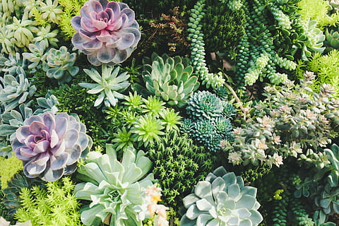 diverse succulenten, bloem, fabriek, cactussen, sappig, tuin-, bloeiende plant, schoonheid in de natuur, kwetsbaarheid, versheid, natuur, groei, breekbaarheid, hoge hoekmening, groene kleur, bloemhoofd, dag, geen mensen, bloeiwijze, roze kleur, blad, bloemblad, detailopname, deel van de plant, boeket, 5K, CC0, publiek domein, royaltyvrij