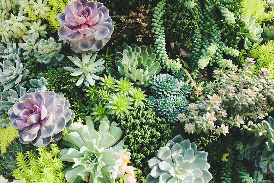diverse succulenten, bloem, fabriek, cactussen, sappig, tuin-, bloeiende plant, schoonheid in de natuur, kwetsbaarheid, versheid, natuur, groei, breekbaarheid, hoge hoekmening, groene kleur, bloemhoofd, dag, geen mensen, bloeiwijze, roze kleur, blad, bloemblad, detailopname, deel van de plant, boeket, 5K