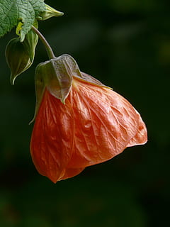 orange, chinese lantern flower, abutilon, blossom, bloom, red, flower, mallow, malvaceae, ornamental plant, depend, leaf blade, leaflet nerved, semi shrub, close-up, flowering plant, plant, beauty in nature, freshness, vulnerability, fragility, focus on foreground, petal, growth, no people, inflorescence, nature, flower head, day, plant part, leaf, botany, outdoors, 2K, CC0, public domain, royalty free