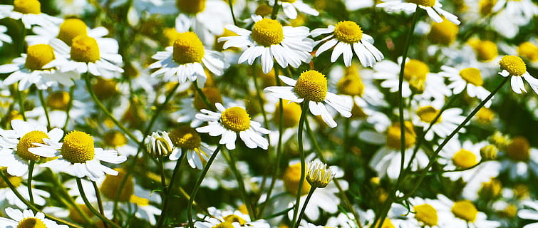 fotografia ravvicinata, bianca, fiori di crisantemo, giorno, camomilla, fiori, Blütenmeer, campo di mais, giallo, natura, pianta, erba medicinale, pianta medicinale, pianta selvatica, fiore di camomilla, campo di camomilla, ciglio della strada, pianta fiorita, fiore, bellezza nella natura, freschezza, crescita, avvicinamento, fragilità, vulnerabilità, Colore bianco, primavera, petalo, margherita, testa di fiore, nessuno, colore verde, campo, all'aperto, 4K, CC0, dominio pubblico, privo di copyright