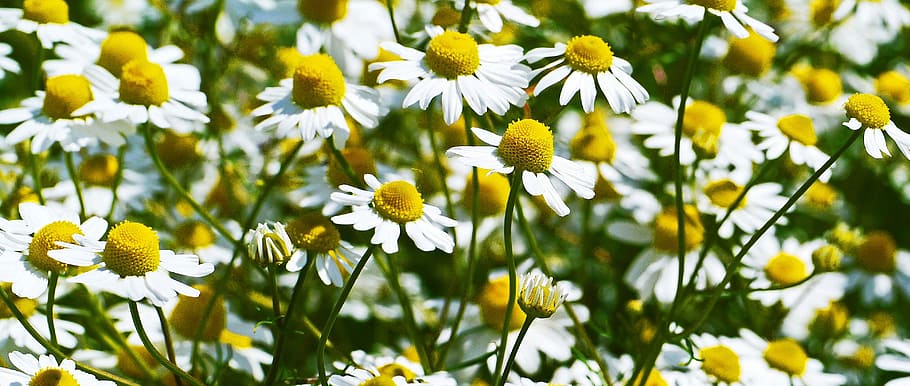 nærbillede fotografering, hvid, krysantemum blomster, dagtimerne, kamille, blomster, blütenmeer, kornmark, gul, natur, plante, medicinske urt, lægeplante, vilde plante, kamille blomst, kamille felt, vejsiden, blomstrende plante, blomst, skønhed i naturen, friskhed, vækst, tæt på, skrøbelighed, sårbarhed, hvid farve, forår, kronblad, daisy, blomsterhoved, ingen mennesker, dag, grøn farve, Mark, udendørs, 4K