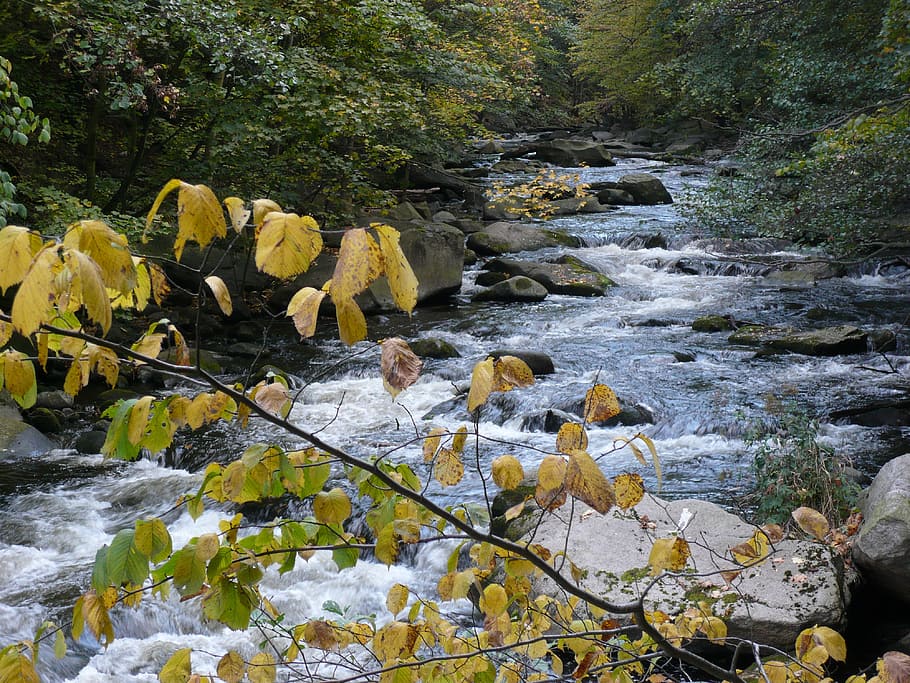 vand, faldfarve, bjerg stream, kampesten, bach, flod, falde blade, plante, skønhed i naturen, natur, klippe, flydende vand, træ, gul, solid, vækst, rock-objekt, Skov, ingen mennesker, dag, blad, ro, bevægelse, jord, flyder, strøm - rindende vand, udendørs, lave om, blade, 4K