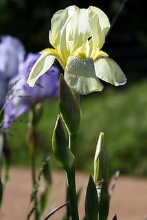 iris, floreale, fiore, pianta fiorita, pianta, crescita, bellezza nella natura, fragilità, vulnerabilità, petalo, freschezza, avvicinamento, testa di fiore, natura, concentrarsi sulle conoscenze acquisite, infiorescenza, giorno, parte vegetale, nessuno, foglia, colore verde, giallo, viola, iris - pianta, sepalo, 1080P, CC0, dominio pubblico, privo di copyright