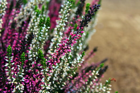Heidekraut, farbig, violett, Blumen, Pflanze, blühend, Natur, Herbst, blühende Pflanze, Blume, Wachstum, Schönheit in der Natur, Frische, Nahansicht, Verletzlichkeit, Zerbrechlichkeit, selektiver Fokus, keine Leute, Land, lila, Kraut, Fokus auf den Vordergrund, Tag, draußen, Feld, Garten, Blütenkopf, Salbei, Ziergarten, Blumenbeet, 5K, CC0, gemeinfrei, lizenzfrei