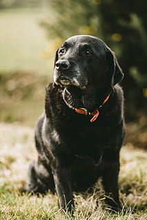 short-overtrukne, sort, hund, bokeh fotografering, dagtimerne, voksen, labrador retriever, kæledyr, lab, jagthund, hunde, dyr, et dyr, indenlandske, dyre temaer, pattedyr, husdyr, sort farve, hvirveldyr, fokus på forgrunden, natur, dag, jord, leder, Mark, kigger væk, sort labrador, ingen mennesker, udendørs, renraset hund, 5K, CC0, offentligt domæne, royaltyfrie