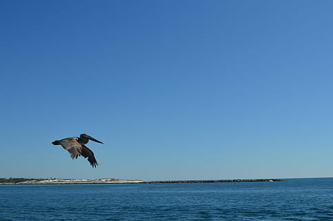 Vögel, Pelikan, Flug, Ozean, Strand, Tierthemen, Tiere in freier Wildbahn, Tier, Wirbeltier, fliegend, Vogel, Wasser, Tierwelt, Himmel, klarer Himmel, ein Tier, Blau, die Flügel ausbreiten, kopieren sie platz, Meer, Natur, in der Luft, Tag, Schönheit in der Natur, keine Leute, Horizont über Wasser, draußen, 4K, CC0, gemeinfrei, lizenzfrei