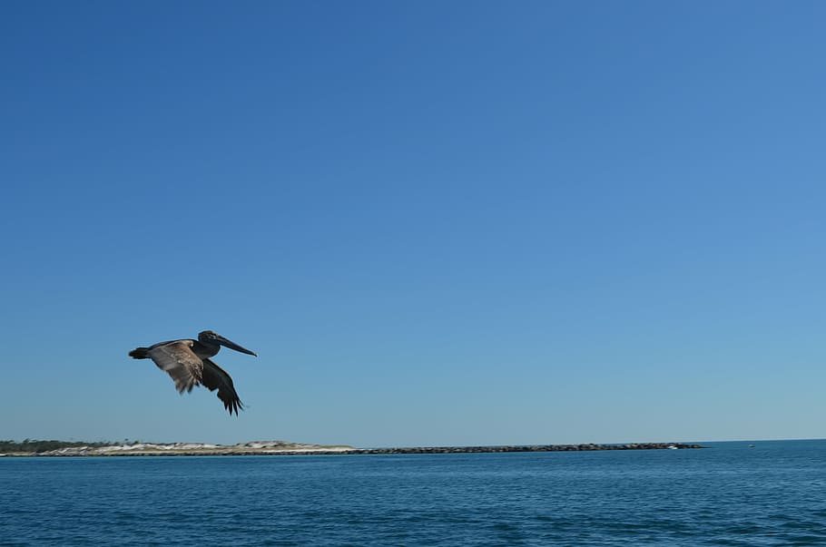 Vögel, Pelikan, Flug, Ozean, Strand, Tierthemen, Tiere in freier Wildbahn, Tier, Wirbeltier, fliegend, Vogel, Wasser, Tierwelt, Himmel, klarer Himmel, ein Tier, Blau, die Flügel ausbreiten, kopieren sie platz, Meer, Natur, in der Luft, Tag, Schönheit in der Natur, keine Leute, Horizont über Wasser, draußen, 4K