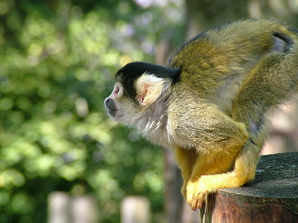 Affe, tot, Chef, toter Hauptaffe, Totenkopfaffen, saimiri, ein Tier, Tierwelt, Tierthemen, Tiere in freier Wildbahn, keine Leute, draußen, Primas, Säugetier, Wirbeltier, Fokus auf den Vordergrund, Natur, Tag, Baum, Seitenansicht, in voller Länge, suchen, Zoologie, Pavian, 2K, CC0, gemeinfrei, lizenzfrei