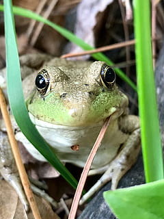 granota, Minnesota, ulls, naturalesa, rèptil, temes d'animals, fauna animal, animal, animals a la natura, un animal, amfibi, primer pla, color verd, part de la planta, full, vertebrats, cap gent, dia, planta, part del cos dels animals, insecte, invertebrat, a l'aire lliure, cap d’animals, ull d’animals, fulla d'herba, 4K, CC0, domini públic, lliure de regalies