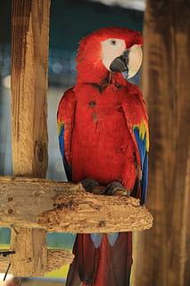 macaw, ave, pasăre, papagal, animal, pasăre tropicală, pasăre exotică, animale, natură, grădină zoologică, verde, junglă, culoare, penaj, stilou, Scarlet macaw, amazon, vârf, curios, peisaj, colorate, roșie față, albastru, galben, lemn - material, animale vertebrate, animale tematice, stinghie, animale în sălbăticie, animale sălbatice, copac, un animal, nici o persoana, zi, să se concentreze asupra primelor elemente, ramură, a închide, în aer liber, post de lemn, 2K, CC0, domeniu public, fără drepturi de autor