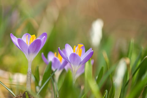 fiori, croco, primavera, natura, fiore primaverile, viola, fioritura precoce, fiorire, fioritura, giardino, croco primaverile, pianta, colorato, vicino, frühlingsanfang, presagio di primavera, Buhen, colore, presto lasciato sveglio, periodo dell'anno, pianta fiorita, fiore, freschezza, bellezza nella natura, fragilità, iris, vulnerabilità, crescita, avvicinamento, nessuno, petalo, campo, messa a fuoco selettiva, terra, testa di fiore, colore verde, letto di fiori, 5K, CC0, dominio pubblico, privo di copyright
