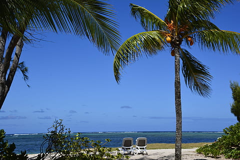postkort, strand, Palmer, mauritius, kokosnød, tropisk, smuk strand, rejse, Palme træ, træ, tropisk klima, scenics, hav, vand, himmel, plante, scenics - natur, horisont over vand, skønhed i naturen, natur, ro, horisont, jord, rolig scene, vækst, blå, dag, ingen mennesker, udendørs, kokos palme, tropisk træ, 2K, CC0, offentligt domæne, royaltyfrie